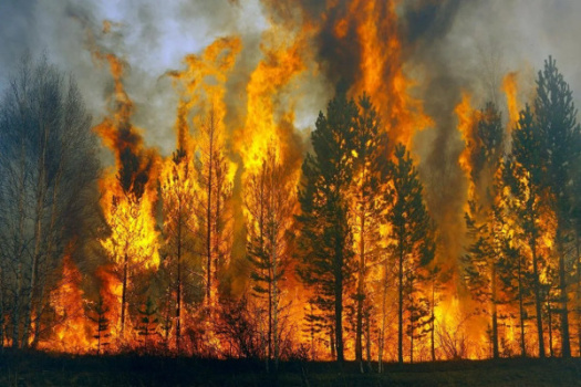 Причина ландшафтных пожаров - человеческий фактор!
